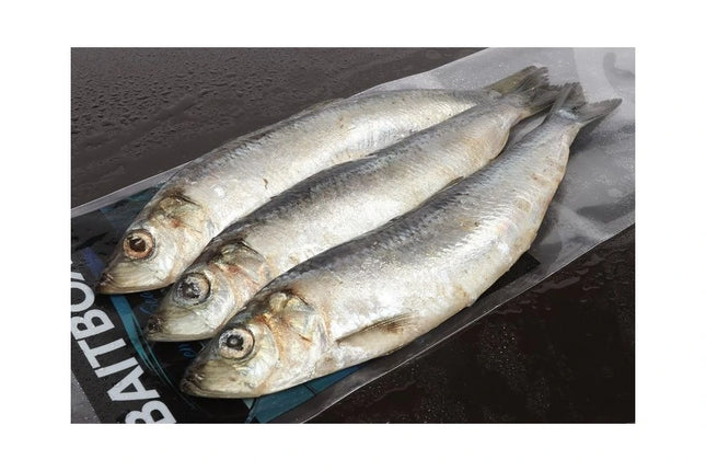 Baitbox Pike Baits Herring Jacks