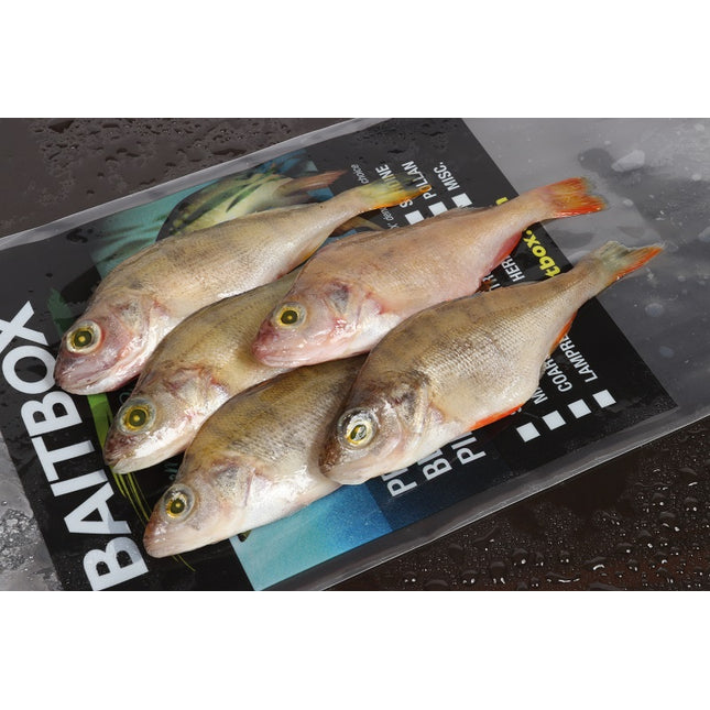 Baitbox Pike Baits Perch 6-7”