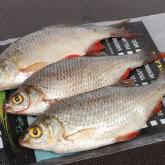 Baitbox Pike Baits Roach 6-7”