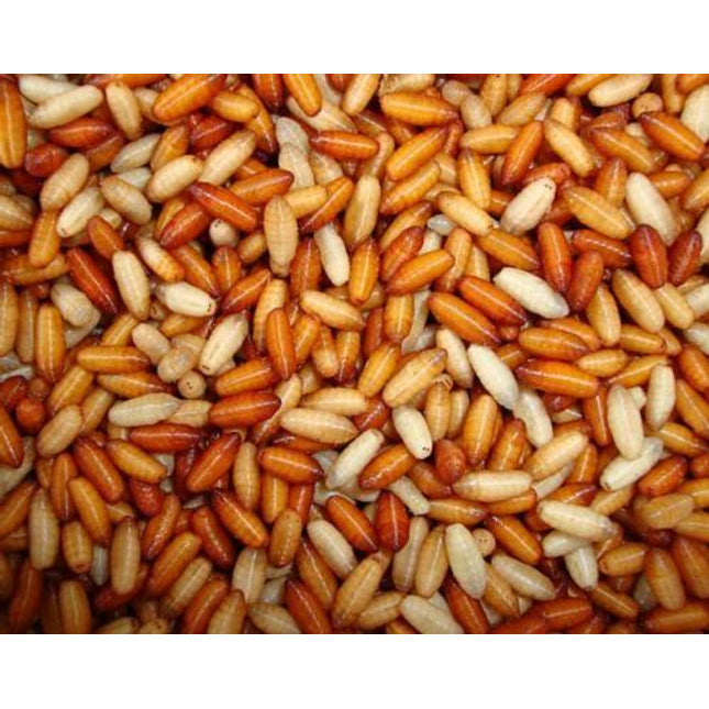 Kent Tackle Casters 1 pint