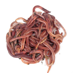 Kent Tackle Dendrobena Worms